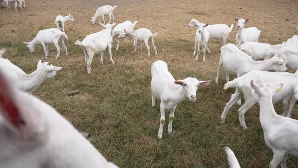 Portrait of White Young Goat Looking at Camera Standing with Herd Outdoors