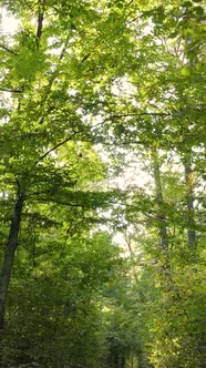 Vertical Video of Trees in the Forest in Autumn