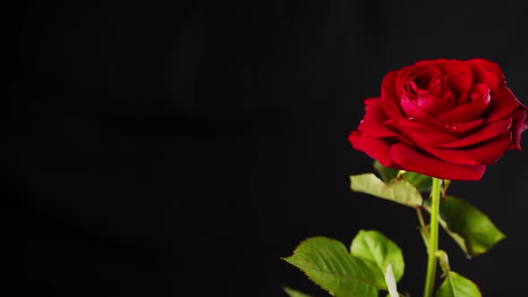 Bright Red Rose in Dark Room