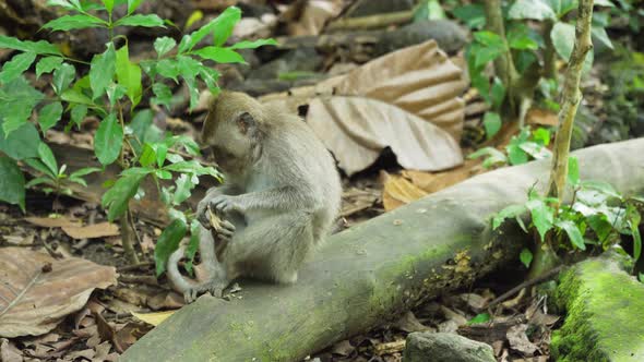 Monkeys Forest Bali