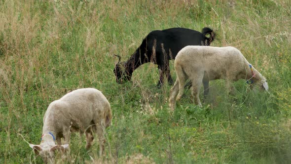 Sheep Grazing on a Green Field in Summer