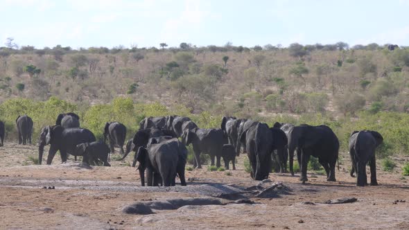 Herd of African Bush elephants around a dry waterhole