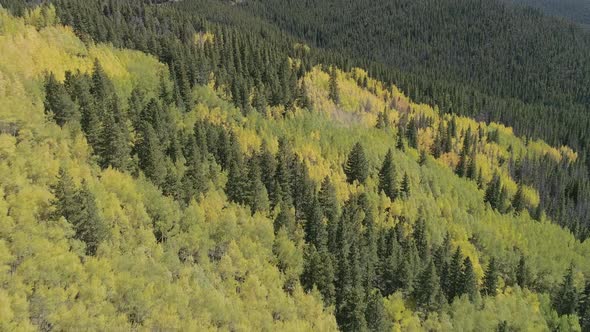 Fall foliage at Boreas Pass, CO