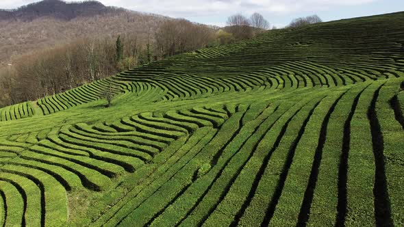 a View From Top on the Plantations of Tea Bushes, Greenery Grows in the Daytime