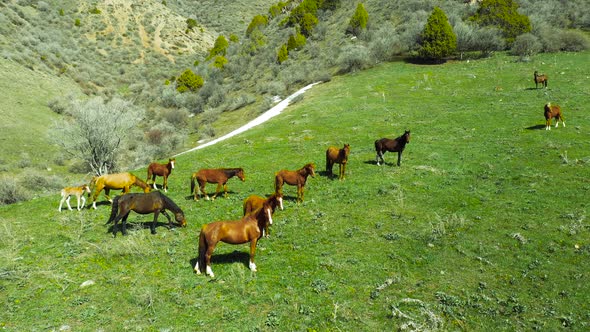 Herd of Horses is Grazed Against Mountains in Kazakhstan