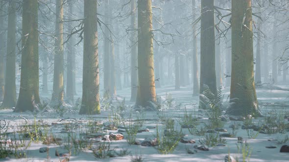 Winter Foggy Beech and Spruce Forest Scene