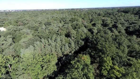 Aerial shots of a pine forest in a sand dune area.