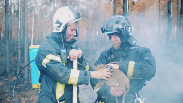 Male Firefighters are Stroking a Rabbit Rescued From Fire