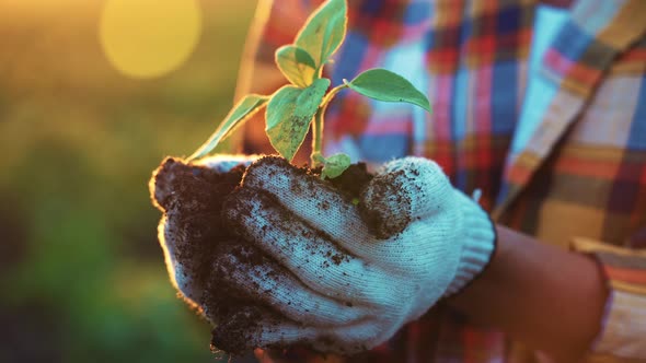 Hands Farmer in White Gloves Holding and Caring Small Green Young Plant with Ground