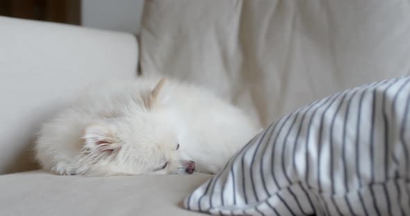 Dog sleep on sofa at home