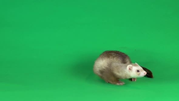 Ferret Is Walking and Sniffing at Green Screen Background