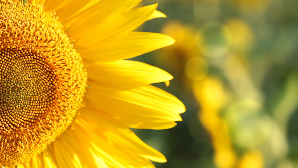 Sunflower in the Sunshine