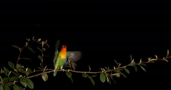 Fischer's Lovebird, agapornis fischeri, Adult standing on Branch, taking off, in flight