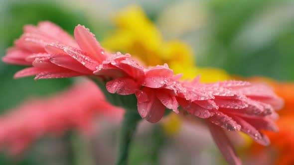 Water Drops Falling on Pink Daisy Gerbera Flower. Water Dripping on a Flower. Green Leaves on