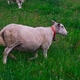 A Sheep Walks Through a Green Field - VideoHive Item for Sale