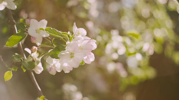 Background Landscape Video of Spring Buds and Apple Flowers