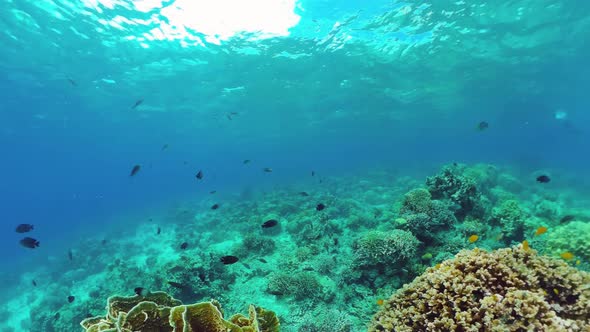 Coral Reef and Tropical Fish. Bohol, Philippines.