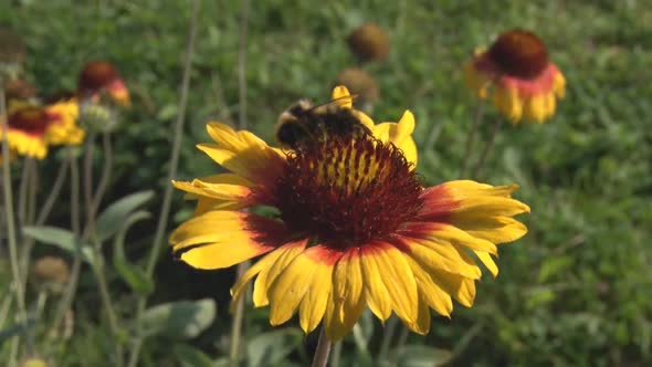 Bumblebee Landed On Flower