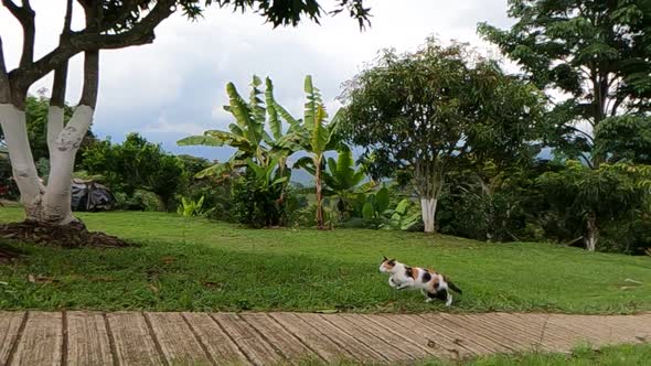 Cute cat run and jump on beautiful garden. Slow motion tracking shot