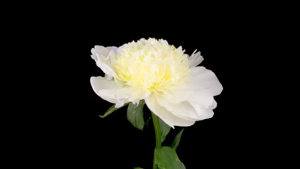 Time Lapse of Opening Beautiful White Peony Flowers