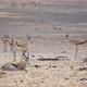 Springbok Antelope in the Wild - VideoHive Item for Sale