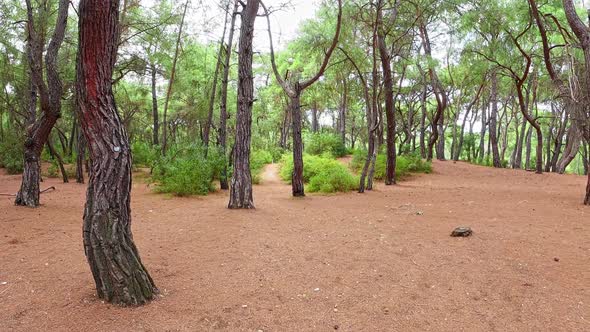 Forest Walking