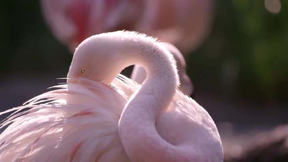 Close up view of flamingo grooming itself