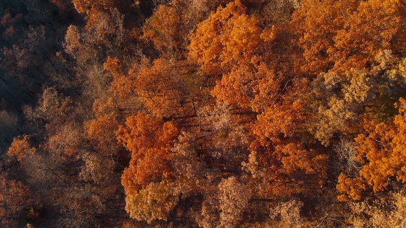 Aerial Over Autumn Fall Trees