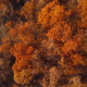 Aerial Over Autumn Fall Trees - VideoHive Item for Sale