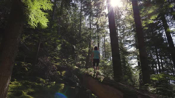 Adventurous Woman Hiking on a Fallen Tree in a Beautiful Green Rain Forest