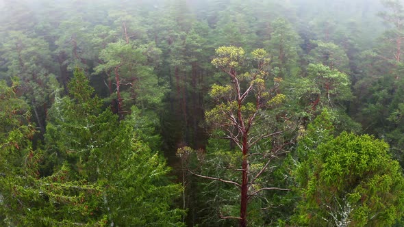 Aerial Drone Shot Flight Over Amazing Forest Treetops in Foggy Morning in Spring