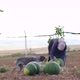 An experienced woman farmer in an agricultural field with a ripe watermelon in her hands - VideoHive Item for Sale