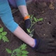 Closeup of Female Hands Fills Beds Soil and Levels the Plant in Garden - VideoHive Item for Sale