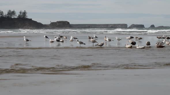Western Seagull's, both male and female, bath in a shallow river flowing into the Pacific Ocean on t
