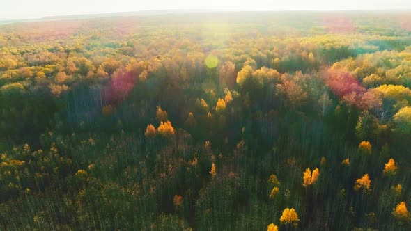 Aerial Video of Autumn Forest on a Sunny Day