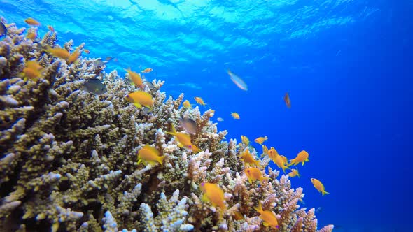Underwater Fish Reef Marine
