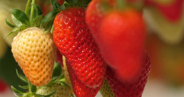 Strawberries growing under green houses in southern France.