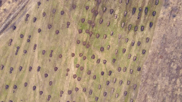 The Round Heaps of Manure in the Farmer's Field Lie in Even Rows