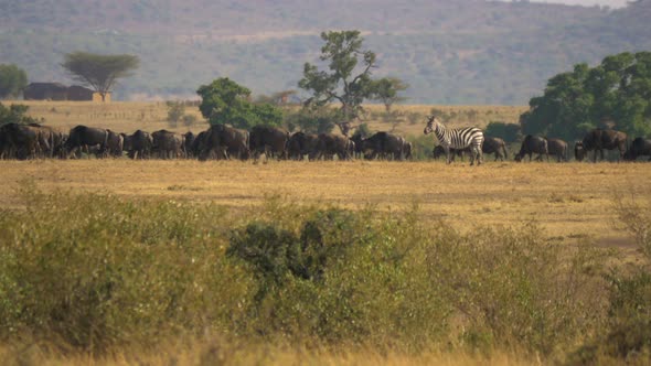 Herd of gnus and a zebra in Masai Mara