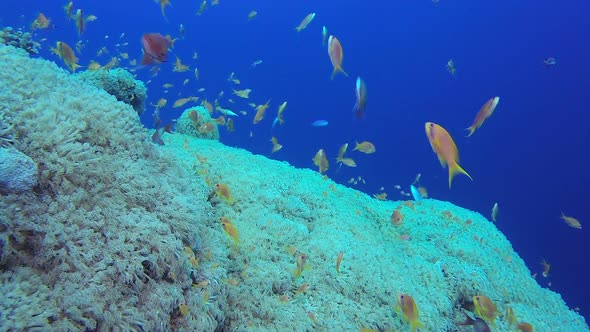 Colorful Fishes and Soft Coral
