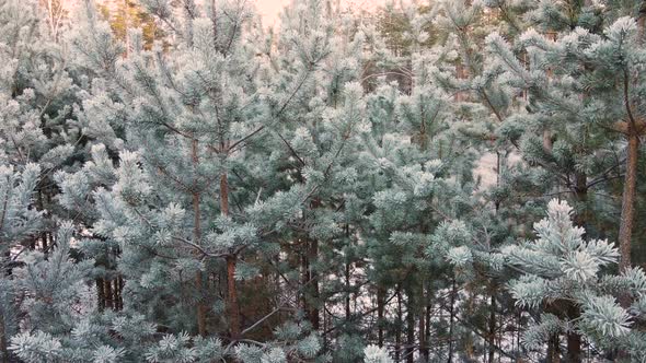 Coniferous Branches of Firtrees are Covered with White Frost Aerial View
