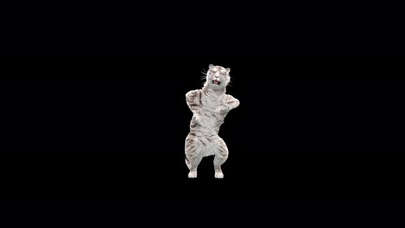 White Tiger Dancing 4K