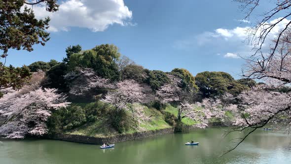 People navigating boats by the Imperial Palace moat at Chidorigafuchi Park in front of cherry blosso