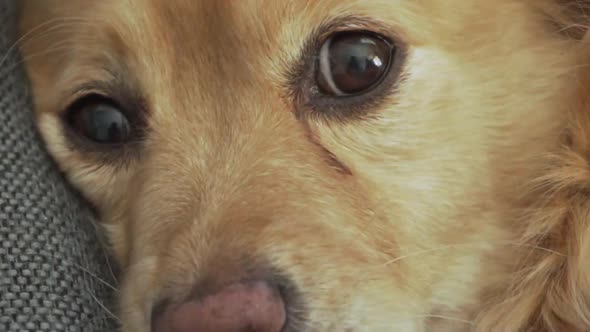 Close up shot on  drowsy dog's face. Medium sized breed, greek dog called Kokoni. Licking her muzzle