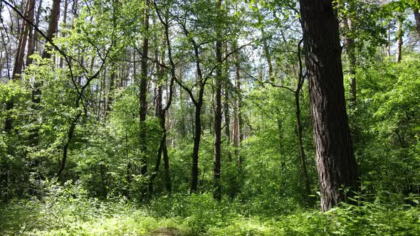 Beautiful Green Forest on a Summer Day Slow Motion