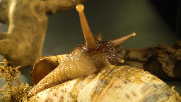 Macro Shot of Snail Against Wooden Snag in Black Background at Studio