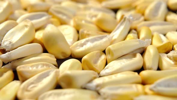 Cancha corn seeds falling in slow motion. Dried maize. Macro