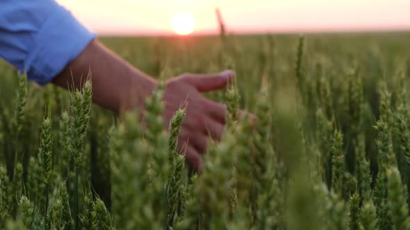 A Farmer's Hand Runs Over a Green Ear of Wheat