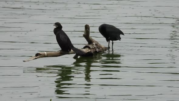 Two birds sitting in the tree branch at middle of a lake