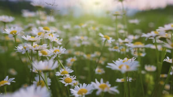 Daisy Flowers Swaying on the Wind